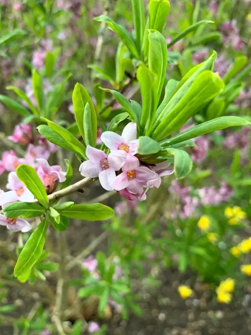 Daphne × burkwoodii 'Somerset'