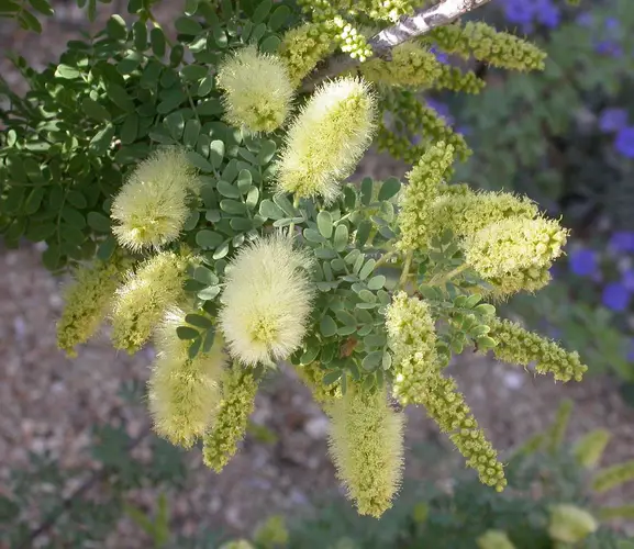 Screwbean mesquite
