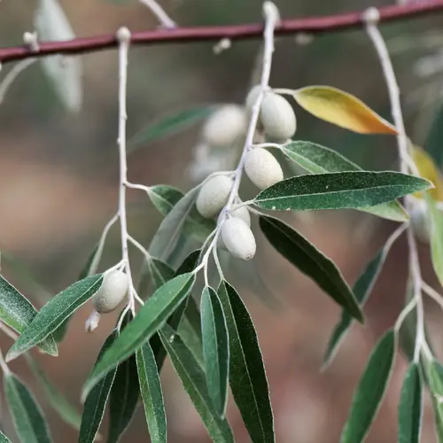 Smalbladige olijfwilg