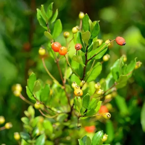 Arrayan Fish Arrayán (Myrcianthes fragrans) - PictureThis