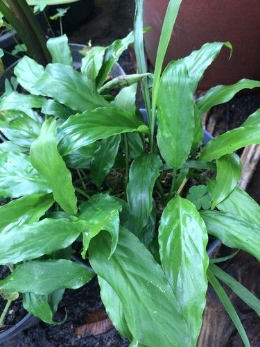 Is Peace lily Poisonous