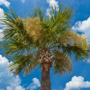 サバルウレサナ / ソノラパルメット ヤシ 91GbgR3KIrL._AC_UL210_SR210,