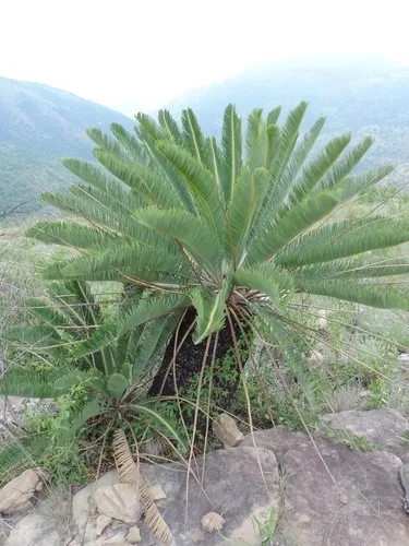 Bread tree (Encephalartos) - PictureThis
