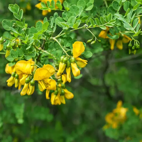 Acacia amarilla