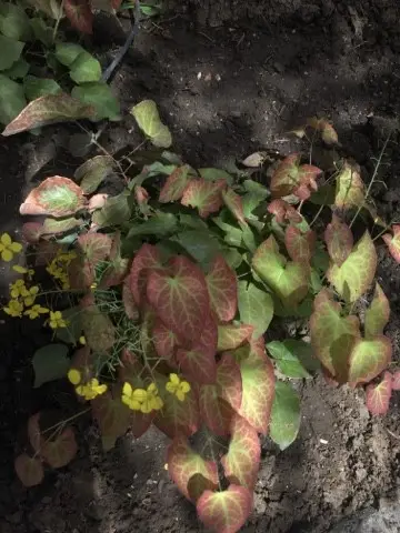 Epimedium × perralchicum 'Fröhnleiten'