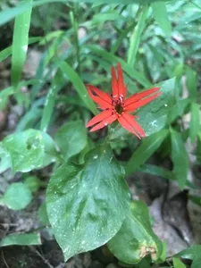 Roundleaf Catchfly How to Propagate Round-leaf catchfly