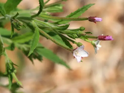 Purple-Leaved Willow-Herb