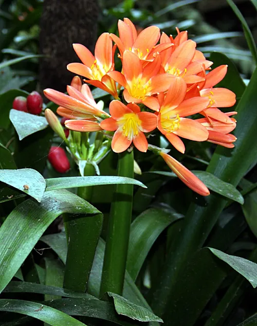 クンシラン (ケア, 特徴, 花, 画像)