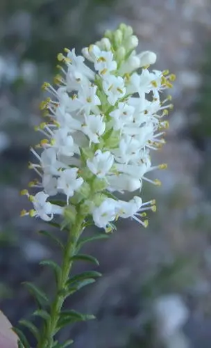 Selago Selago eckloniana Flower, Leaf, Care, Uses - PictureThis