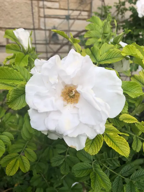 Rosa rugosa 'Blanc Double de Coubert'