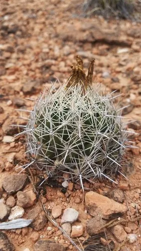 How to Grow and Care for Pineapple cactus
