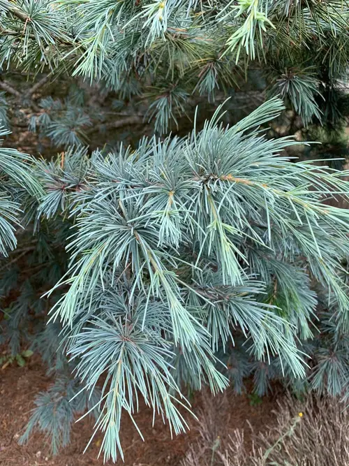 Eastern white pine 'Blue Shag'