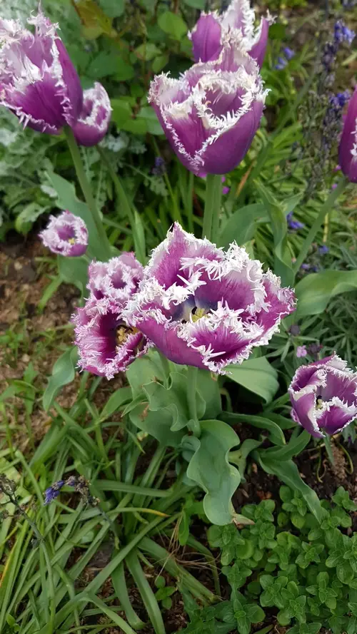 Tulips 'Cummins'