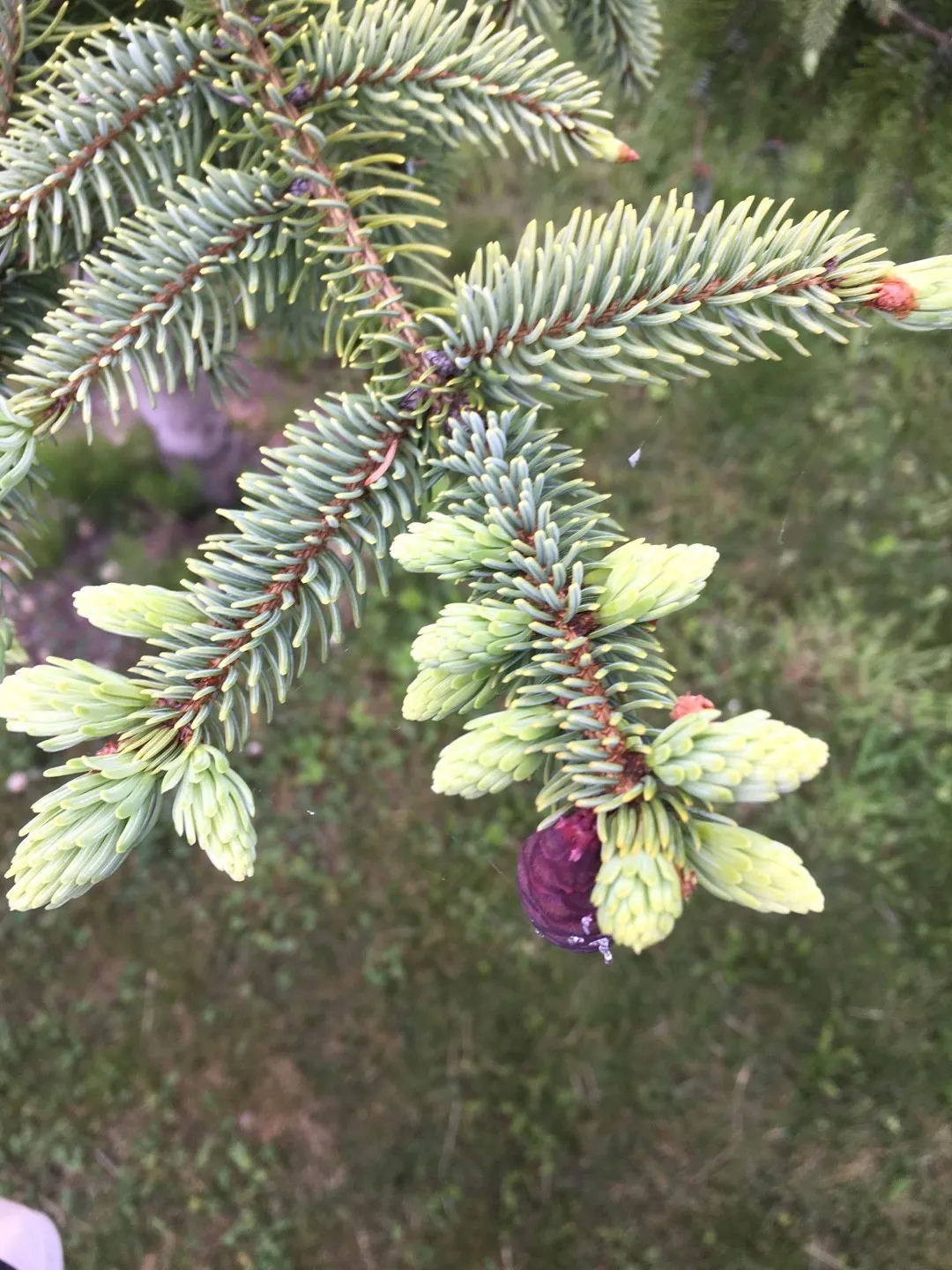 picea　retroflexa　中国　トウヒ　針葉樹 picea retroflexa 中国 トウヒ 針葉樹