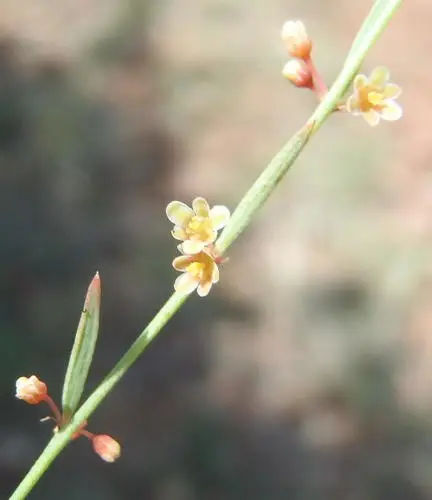 Phyllanthus incurvus
