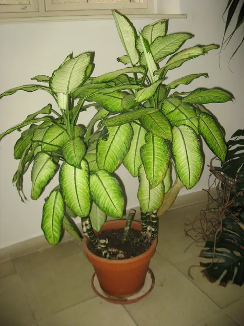 Is Dieffenbachia Poisonous