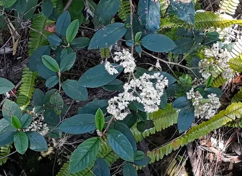 Pale flowered kumarahou