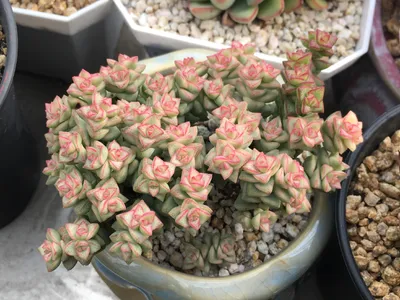 パステル (Crassula 'Pastel') - PictureThis