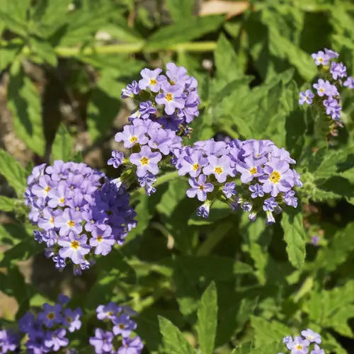 Clasping heliotrope