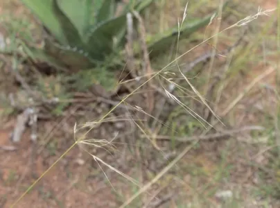 Poverty three-awn (Aristida divaricata) - PictureThis