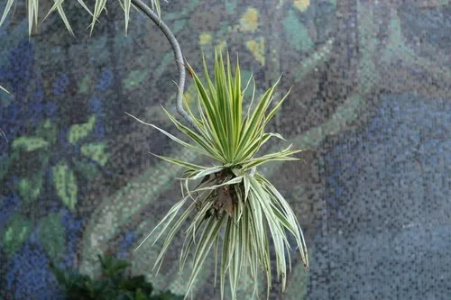 glücksfeder südfenster Glücksfeder - Zamioculcas zamiifolia