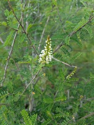 Palo dulce (Eysenhardtia texana) - PictureThis