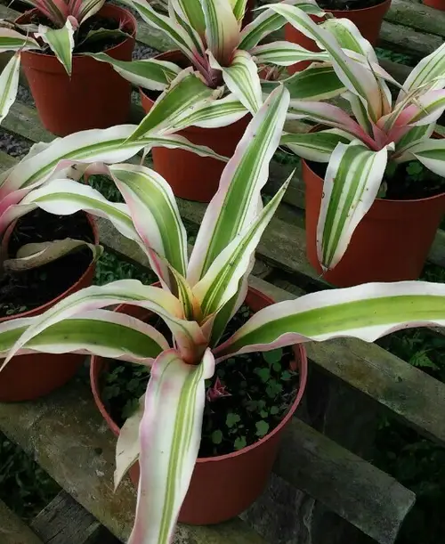 Cryptanthus bromelioides 'Tricolor'