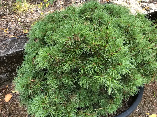 Eastern white pine 'Densa'