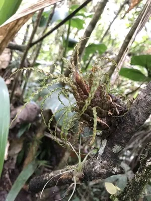 Racinaea crispaの育て方・栽培方法