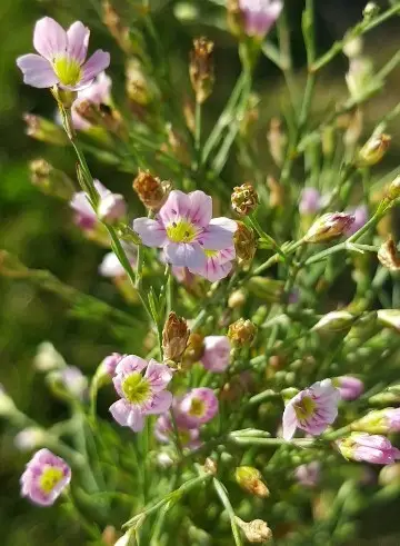 Saxifrage pink