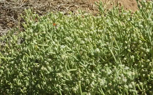 Mesembryanthemum subnodosum
