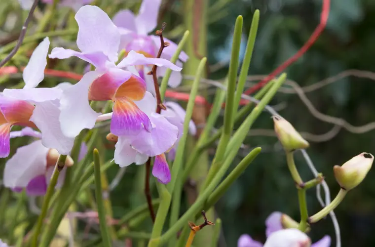 Orchidea farfalla