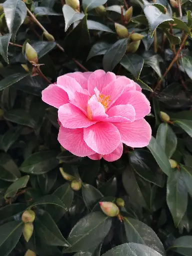 Camellia × williamsii 'Donation'