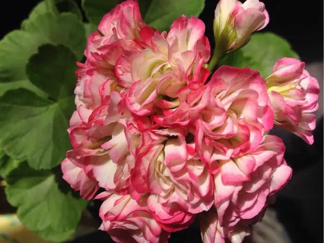 Pelargonium 'Apple Blossom Rosebud'