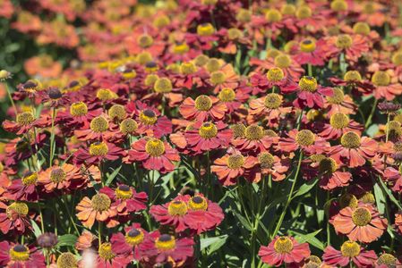 Helenium - PictureThis