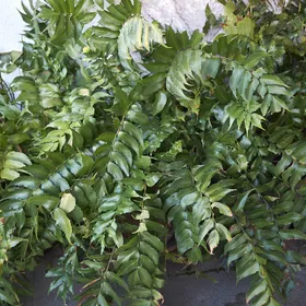 オニヤブソテツ（鬼藪蘇鉄）の判定方法 (Cyrtomium falcatum)