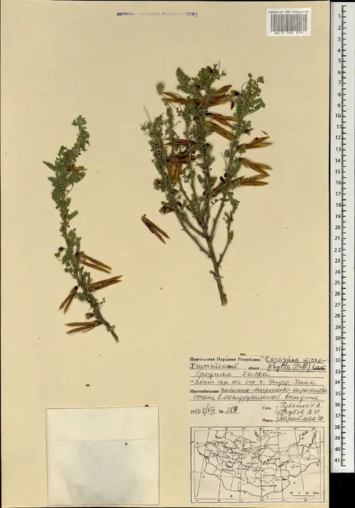 Caragana microphylla