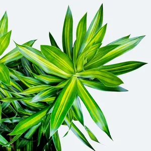 eibe im topf wird braun Europäische Eibe - Taxus baccata main image 1