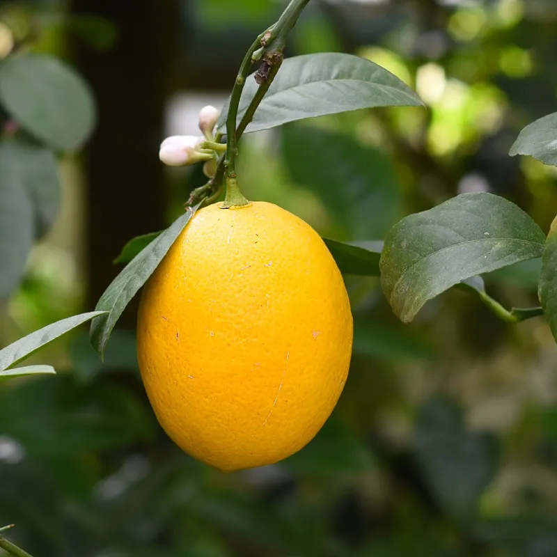 So dngen Sie Ihre Kumquat-Bume fr bestes Wachstum