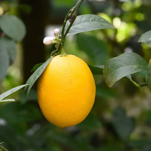 Chinese kumquat
