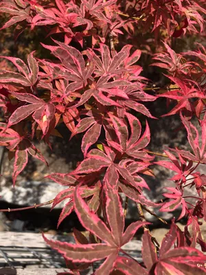 モミジ 'Geisha Gone Wild'の育て方・栽培方法