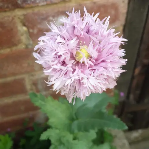 Opium poppy 'Lilac Pompom'