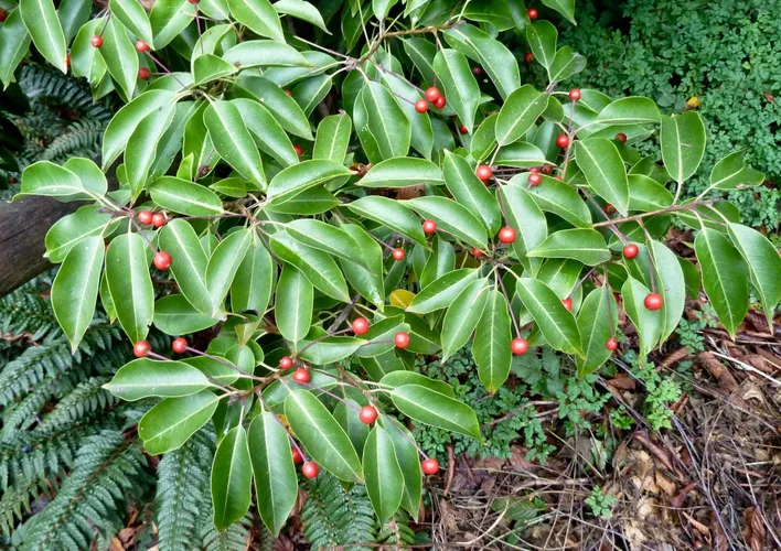 Stechpalme langstielige - Ilex pedunculosa (Pflege, Merkmale, Verbreitung,  Bilder)