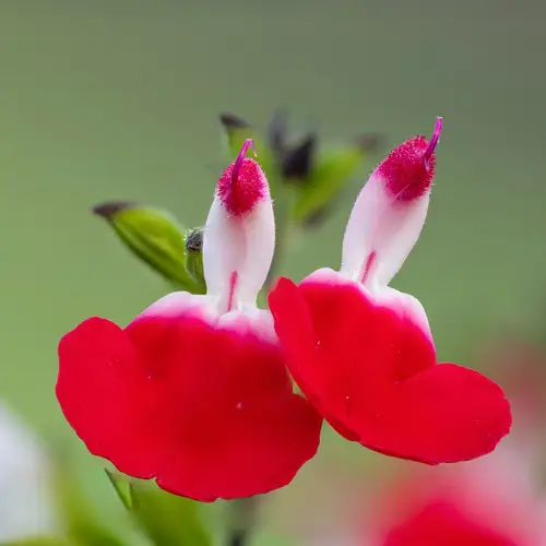 Salvia rosa
