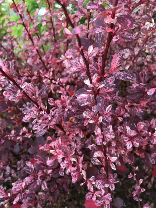 Japanese barberry 'Rose Glow'