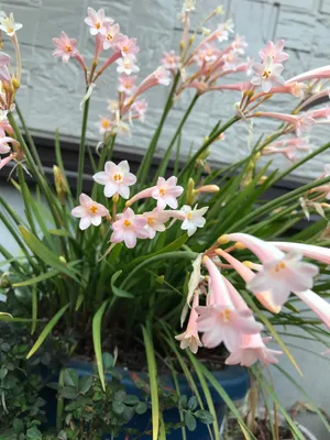 キルタンサス・マッケニー (ケア, 特徴, 花, 画像)