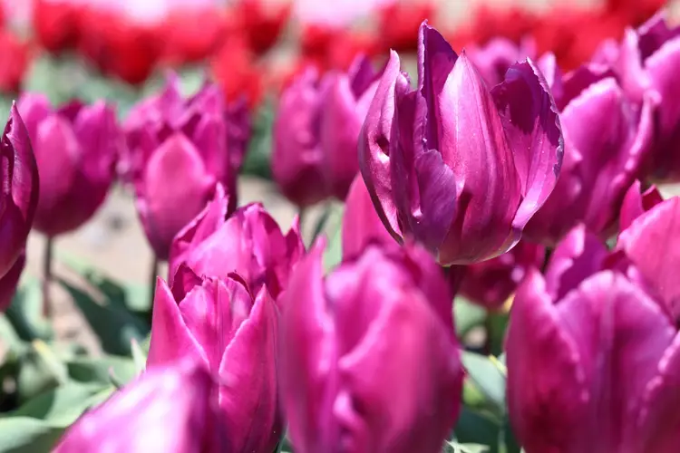 Tulips 'Purple Prince'