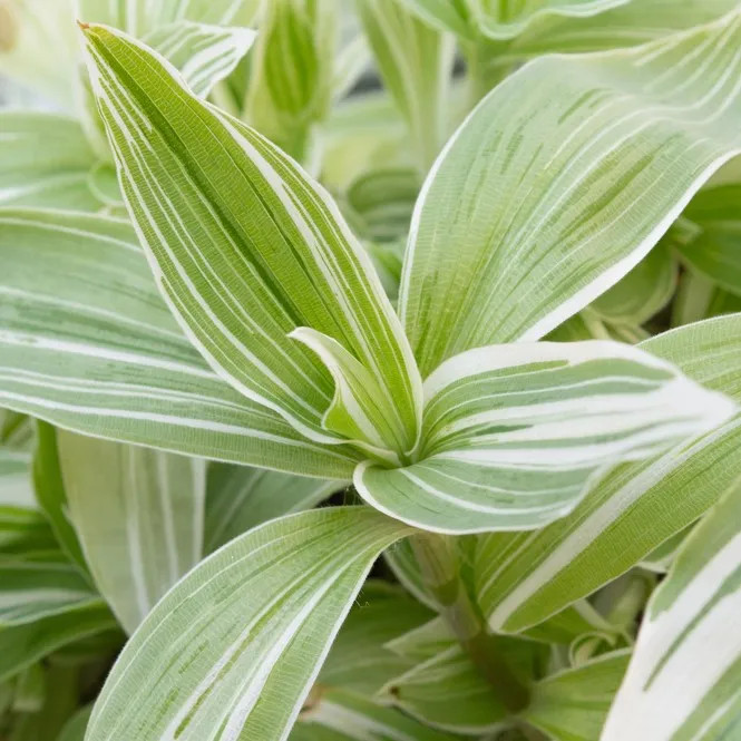 Entdecken Sie die beeindruckenden Vorteile des Anbaus von Tradescantia  fluminensis 'Variegata' in Ihrem Zuhause