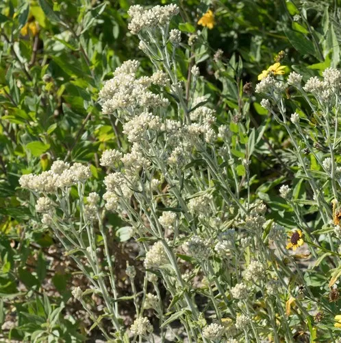two color rabbit tobacco Two-color rabbit tobacco (Pseudognaphalium biolettii)
