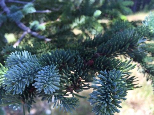 What Are the Common Problems with Noble fir?